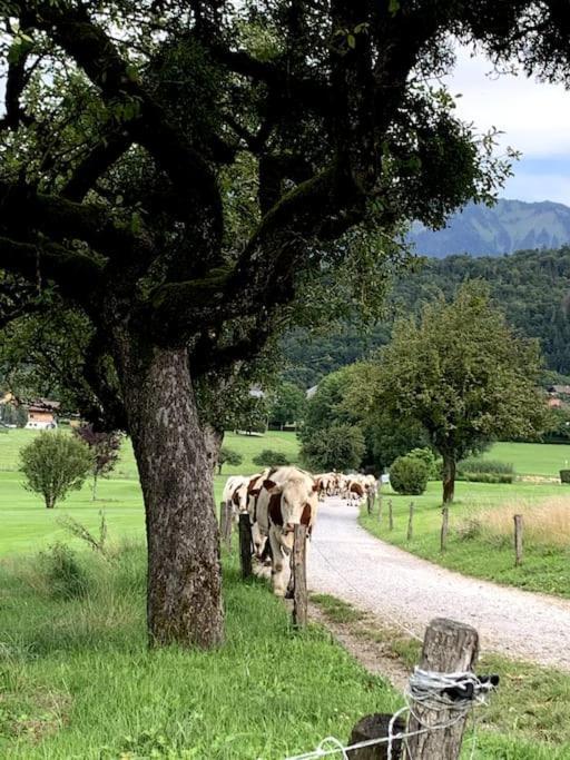 Petit Cocon Entre Lac, Golf Et Montagne, Proche D'Annecy Giez Екстер'єр фото